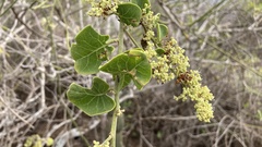 Cryptocarpus pyriformis