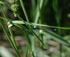 Coenagrion hastulatum