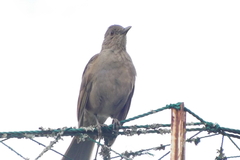 Turdus leucomelas