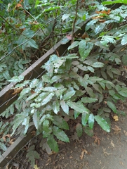Berberis aquifolium