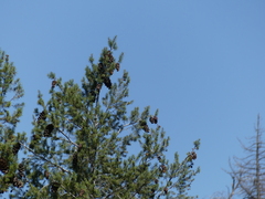 Pseudotsuga macrocarpa