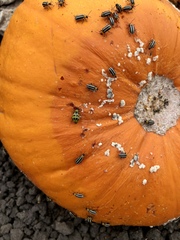 Acalymma trivittatum