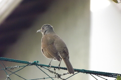 Turdus leucomelas
