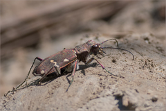 Cicindela gemmata