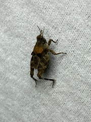 Paratettix mexicanus