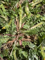 Hyoseris scabra
