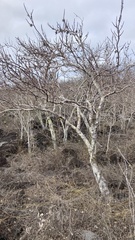 Bursera graveolens