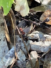 Pseudomethoca simillima