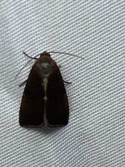 Galgula