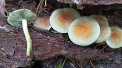 Hypholoma fasciculare