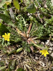 Hyoseris scabra