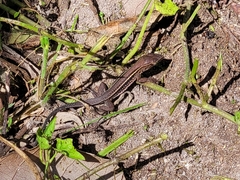 Pholidoscelis exsul
