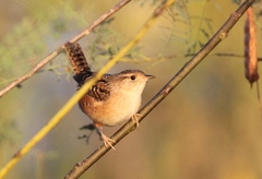 Cistothorus stellaris