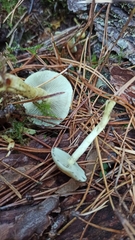 Hypholoma fasciculare