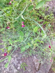 Lathyrus tingitanus