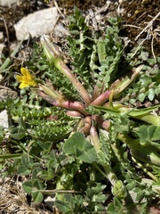 Hyoseris scabra