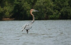 Ardea goliath