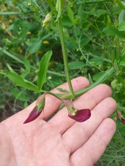 Lathyrus tingitanus