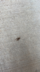 Gryllodes sigillatus