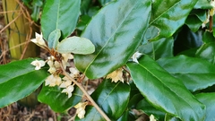 Elaeagnus reflexa
