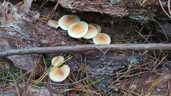 Hypholoma fasciculare