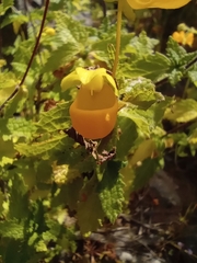 Calceolaria