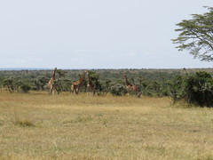 Giraffa camelopardalis reticulata