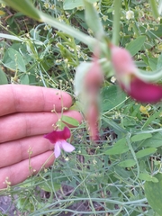 Lathyrus tingitanus