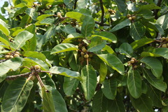 Ficus lutea