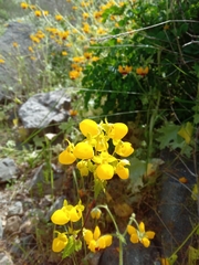 Calceolaria