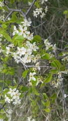 Cerasus