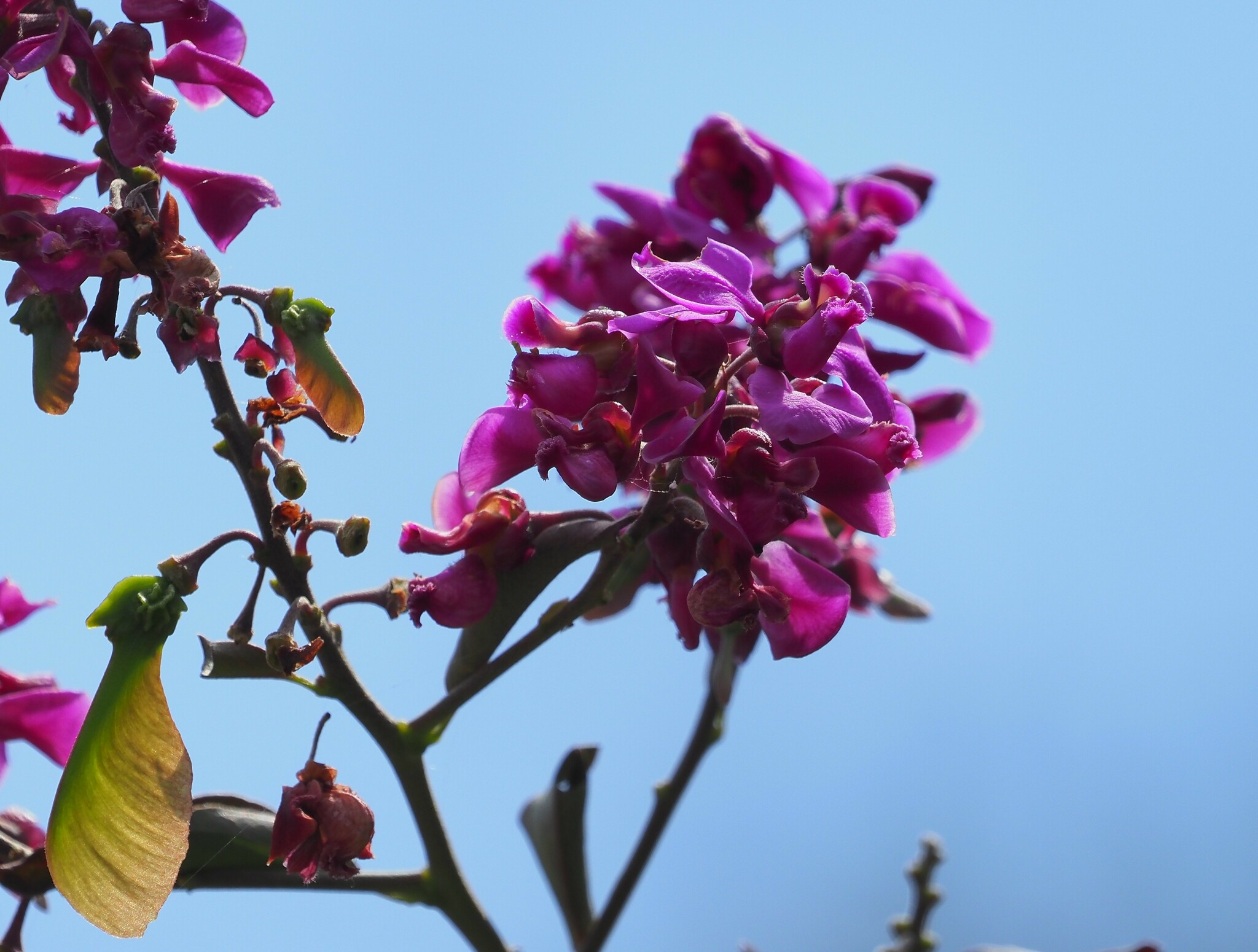 Securidaca rivinifolia