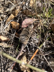 Peromyscus leucopus
