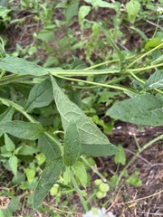 Verbesina microptera