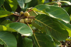 Ficus lutea