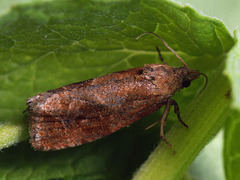 Endothenia ericetana