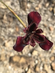 Moraea lurida