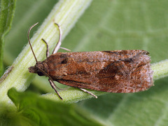 Endothenia ericetana