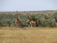 Giraffa camelopardalis reticulata