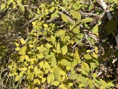 Symphoricarpos rotundifolius