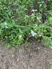 Verbesina microptera