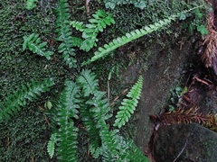 Asplenium normale