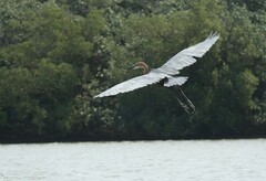 Ardea goliath