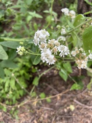 Verbesina microptera