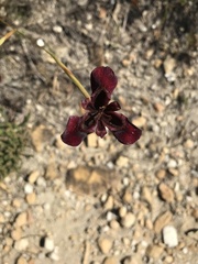 Moraea lurida