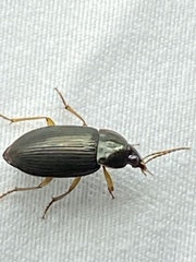 Notiobia terminata
