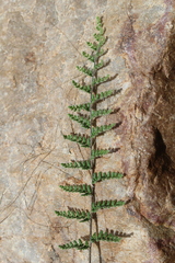 Cheilanthes contracta