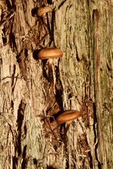 Armillaria gallica