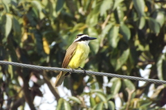Pitangus sulphuratus