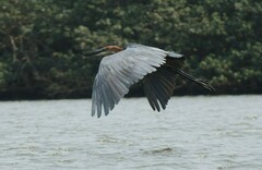 Ardea goliath